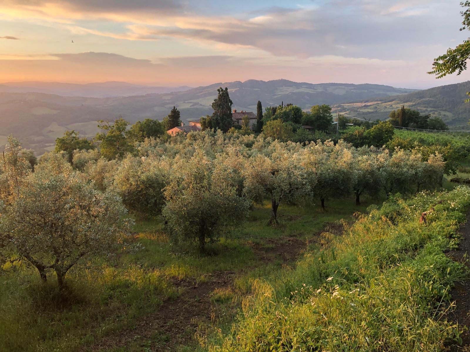 
                                            
                                                L'Agricoltura
                                            
                                        